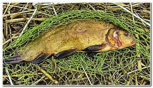 Tench fishing in March