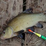 Catching tench in spring with a float rod