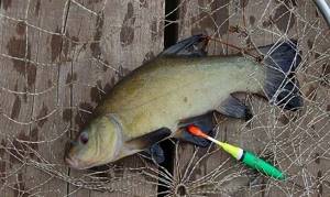 Catching tench in spring with a float rod