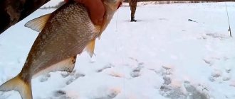 Donka fishing in winter