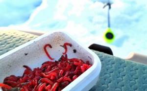 Fishing with bloodworms