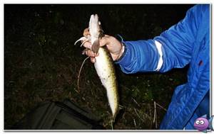 catching burbot at night in November