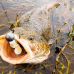 Catching burbot in the fall: effective tackle and bait, the best habitats