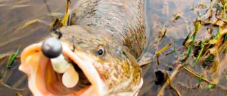 Catching burbot in the fall: effective tackle and bait, the best habitats