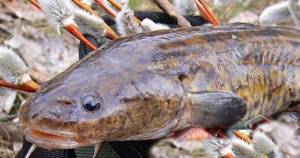 Catching burbot in spring with a worm