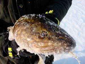 catching burbot video on the first ice photo
