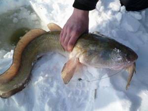 catching burbot in winter