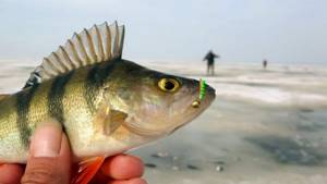 Catching perch with a nail ball