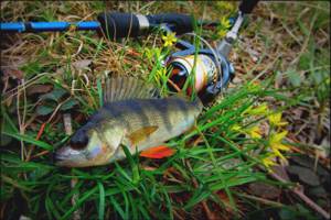 Catching perch with a spinning rod