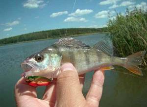 Catching perch with a spinning rod