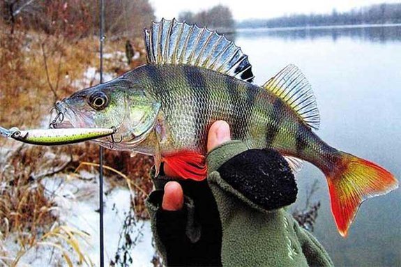 fishing for perch using a spinning rod