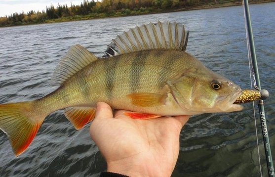 fishing for perch using a spinning rod