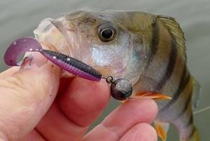 Catching perch with a twister