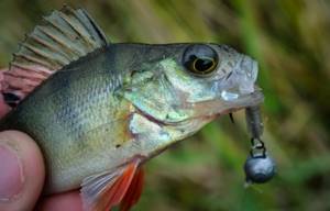 Catching perch with a twister