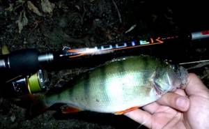Catching perch at night