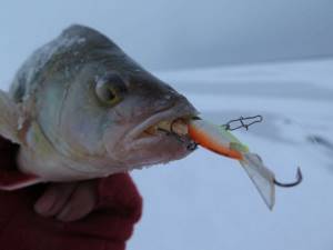Catching perch on the first ice Balancer or reelless