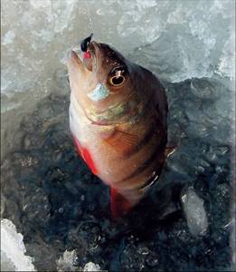 Perch fishing in December 2