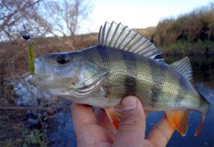 Perch fishing in November: choosing a place and equipment
