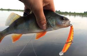 Catching perch in the spring with a spinning rod