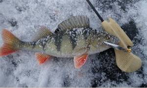 Fishing for perch in winter using lures
