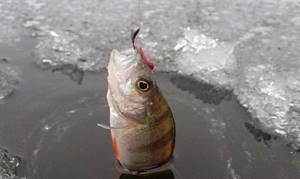 Catching perch in winter with a jig