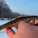 Fishing for gudgeon in winter.