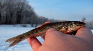 Fishing for gudgeon in winter.