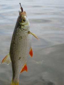 Catching roach with a float rod