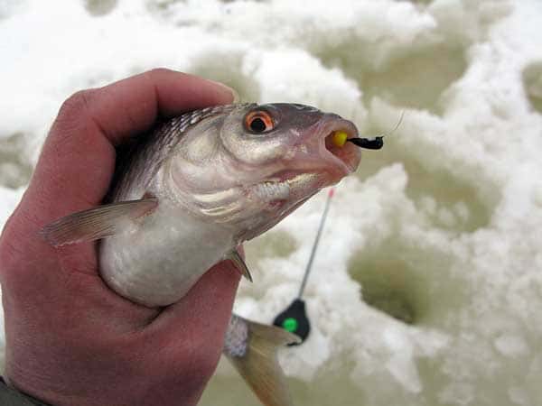 Catching roach in winter with a jig