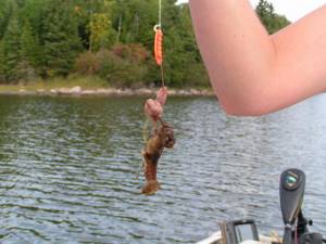 Catching crayfish with a fishing rod