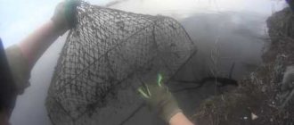 catching crayfish on a drag net is an effective way - YouTube