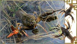 Catching crayfish in the fall: methods, traps, bait