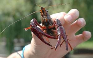 Crayfish fishing in September