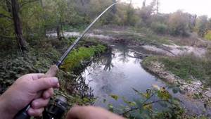 Ловля ротана осенью: на что лучше ловить для мега улова?
