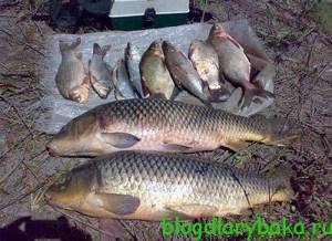 Fishing for carp in August: gear and baits for catching carp in August