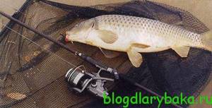 Fishing for carp in August: gear and baits for catching carp in August