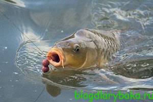 Catching carp in August