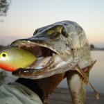 Pike fishing - biting calendar by months of the year or when the bite is especially good?