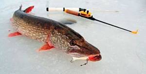 Fishing for pike on balance beams in winter: how to choose the best ones, ice fishing techniques, tackle