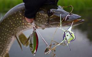 catching pike with a spinnerbait