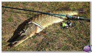 fishing for pike with a spinning rod