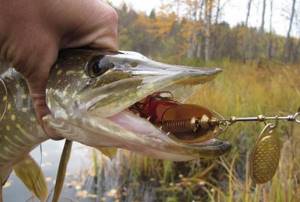 Fishing for pike on spinners