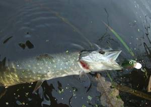 Catching pike with a wobbler, secrets and techniques, 3 best lures