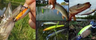 Catching pike with wobblers in spring