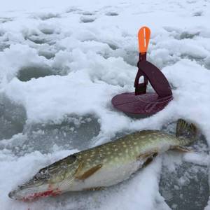 Fishing for pike on girders: how to fish correctly and catch a trophy