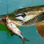 Fishing for pike with live bait