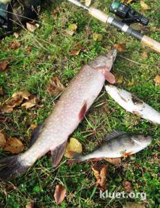 Catching pike in the fall with live bait