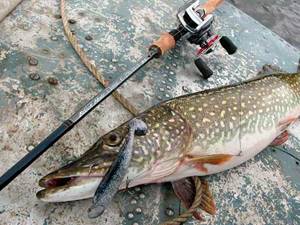 Fishing for pike in December using a spinning rod