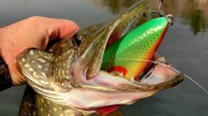 Fishing for pike in November with a spinning rod - places and bait