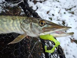 Fishing for pike in November with a spinning rod - places and bait
